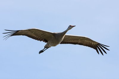 sandhill crane 091507IMG_0738