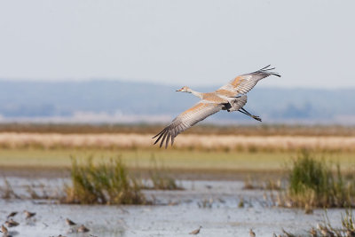 sandhill crane 091507IMG_0756_1