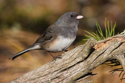 dark-eyed junco 092407IMG_0064