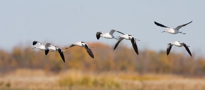 american avocet 092907IMG_0612