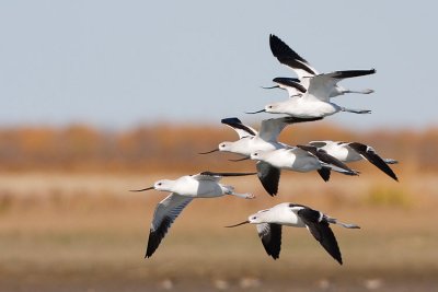 american avocet 092907IMG_0619