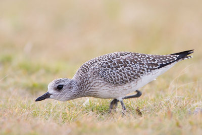 black-bellied plover 092707IMG_0480
