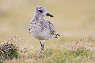 black-bellied plover 092707IMG_0497