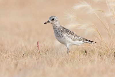 black-bellied plover 093007IMG_1648