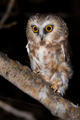 northern saw-whet owl 092907IMG_0944