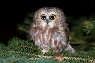 northern saw-whet owl 092907IMG_0996