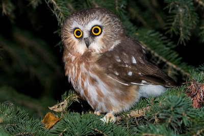 northern saw-whet owl 092907IMG_1059