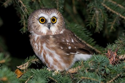 northern saw-whet owl 092907IMG_1096