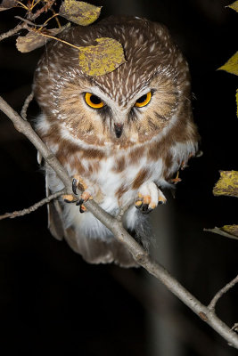 northern saw-whet owl 093007IMG_1130