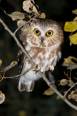 northern saw-whet owl 093007IMG_1171