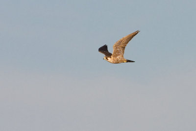 peregrine falcon 091507IMG_1883