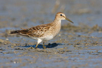 pectoral sandpiper 091507IMG_1522