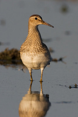 pectoral sandpiper 091507IMG_2049