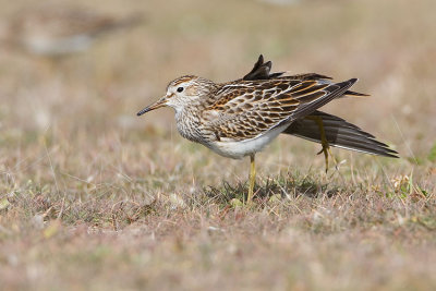 pectoral sandpiper 093007IMG_1337