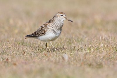 pectoral sandpiper 093007IMG_1398