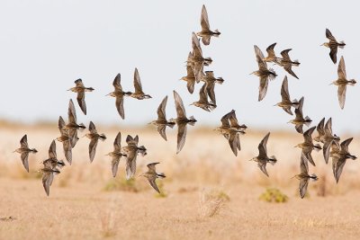 pectoral sandpipers 093007IMG_1573