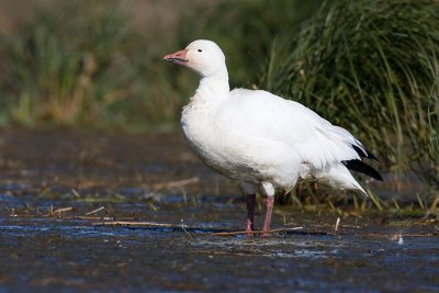 snow goose 092907IMG_0093_1