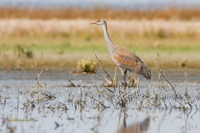 sandhill crane 091507IMG_0837