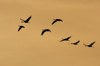 sandhill cranes 091407IMG_1397
