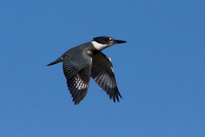 belted kingfisher 100607IMG_2508