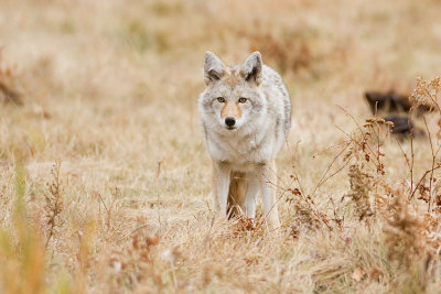 coyote 100607IMG_2425