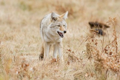 coyote 100607IMG_2429