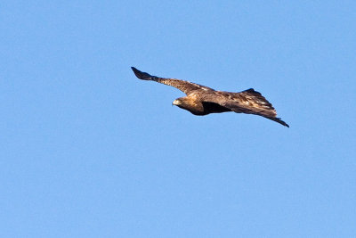golden eagle 100707IMG_3154