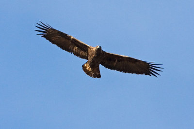 golden eagle 100707IMG_3213