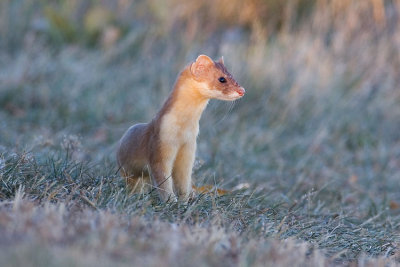 long-tailed weasel 100807IMG_3703
