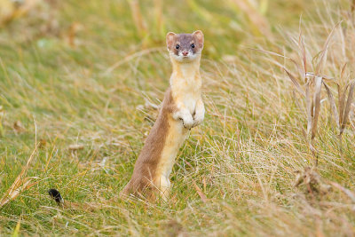long-tailed weasel 101007IMG_5066