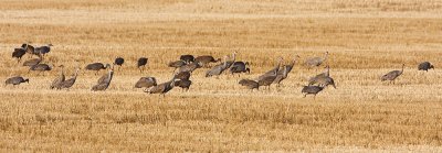 sandhill cranes 100707IMG_3263