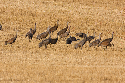 sandhill cranes 100707IMG_3331