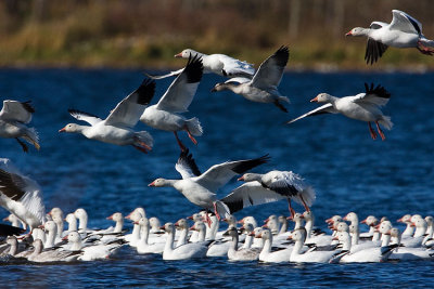 snow geese 100707IMG_2961