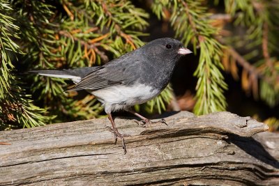 dark-eyed junco 101107IMG_5153