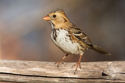 harris's sparrow 101107IMG_5495