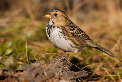 harris's sparrow 101107IMG_5557