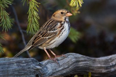 harris's sparrow 101107IMG_5614