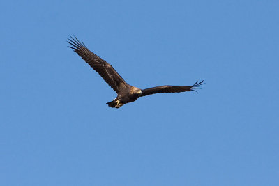 golden eagle 101407IMG_6465