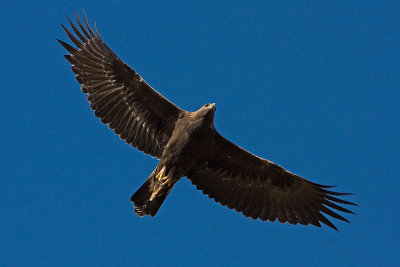 golden eagle 101407IMG_6485