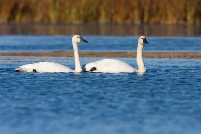 tundra swans 101407IMG_5929