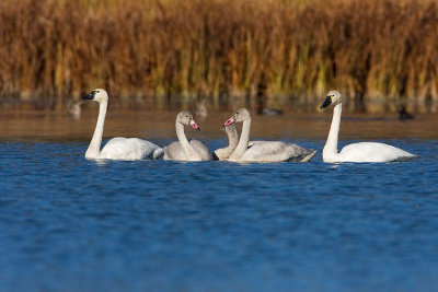 tundra swans 101407IMG_5971