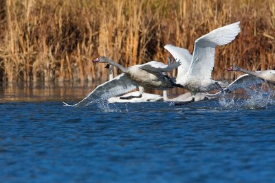 tundra swans 101407IMG_6319