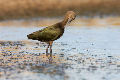 white-faced ibis 101407IMG_6391
