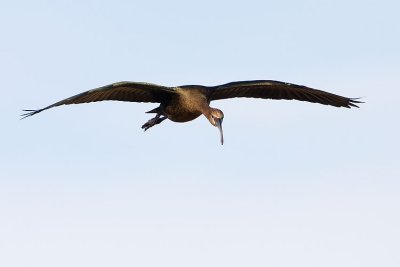 white-faced ibis 101407IMG_6534