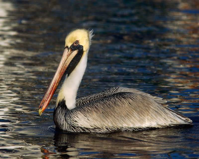 Brown Pelican