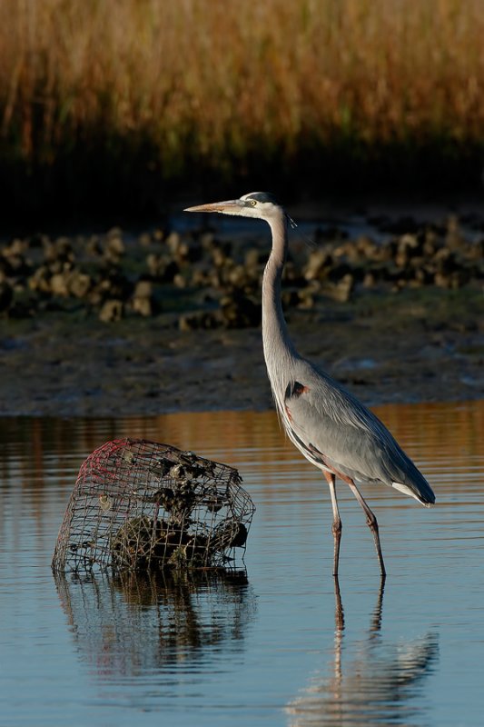 Great Blue Heron