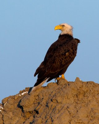 Bald Eagle