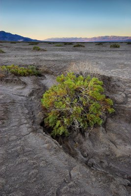 Creosote Bush II