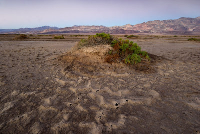 Creosote Bush III