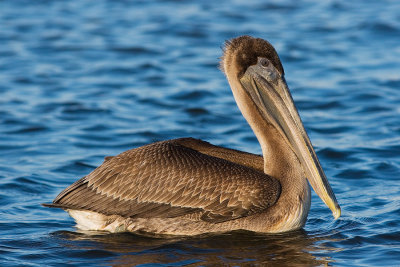 Brown Pelican